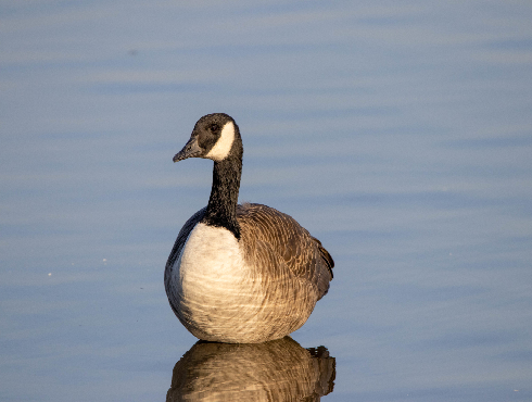 Canada Goose